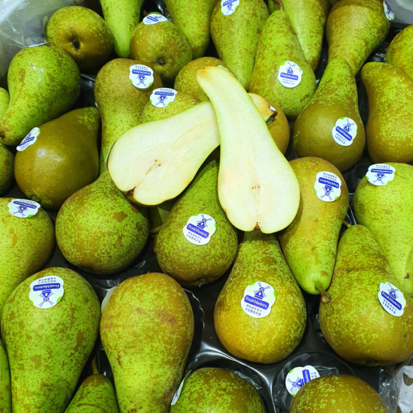 Conference Pear (4pcs)