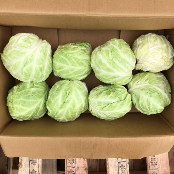 Taiwan Flat Cabbage (1pc)