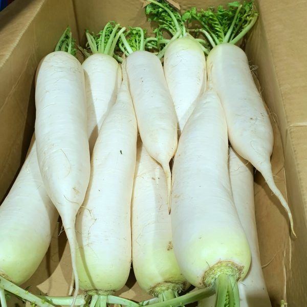 Japan Daikon White Radish (1 pc)