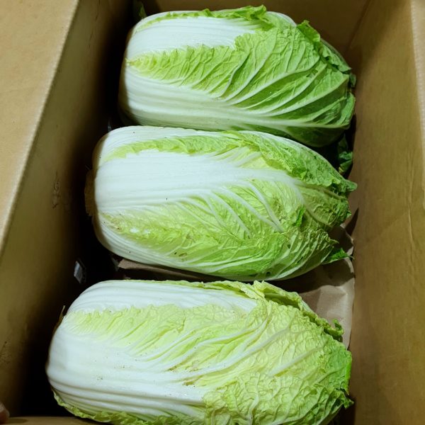 Japan Wongbok Cabbage Big (1pc)