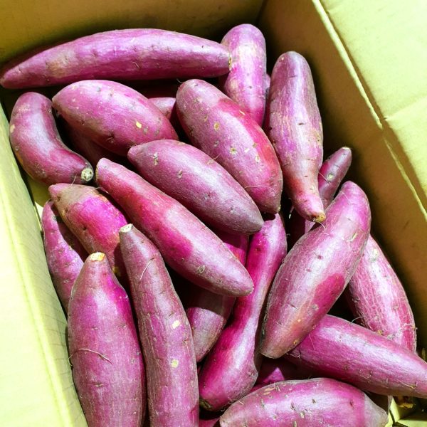 Japanese Sweet Potato