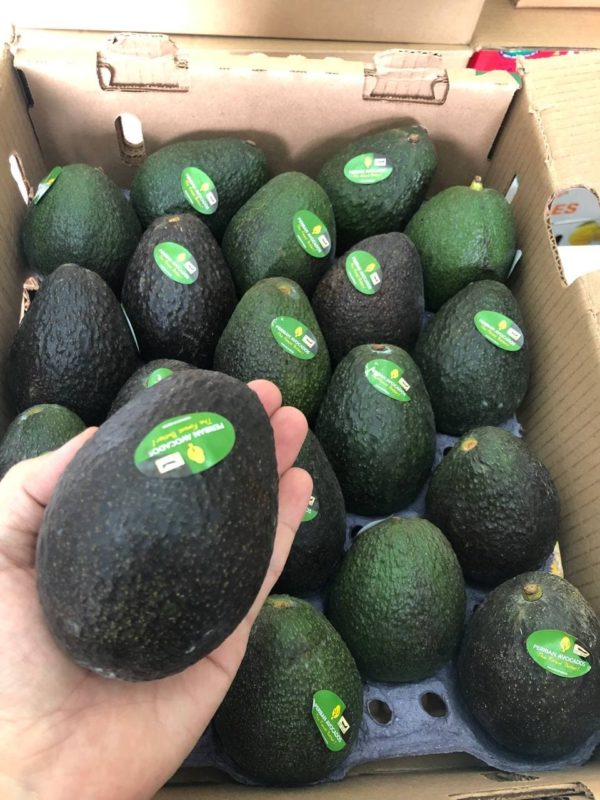 Big Periban Mexico Hass Avocado (2pcs)