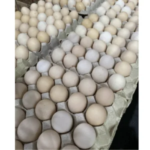 Kampung Fresh Eggs (30 Eggs Tray)