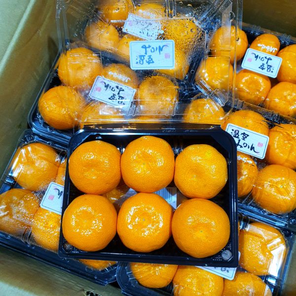 Japan Karatsu Mikan Mandarin Orange (240g pack; 5-8pcs)