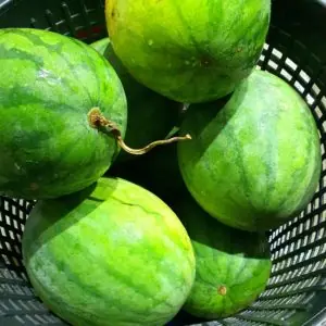 Jumbo Top Grade Seedless Red Watermelon (6-7kg)